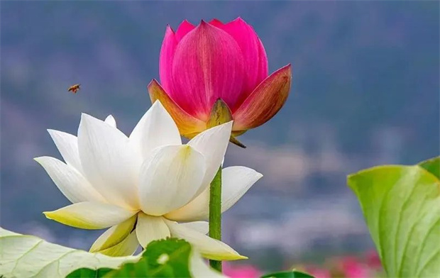 云南旅游,云南旅行社,云南團(tuán)建公司,云南策劃公司,云南會(huì)議會(huì)展,云南活動(dòng)執(zhí)行,云南地接,紅河旅游,紅河旅行社,紅河團(tuán)建公司,紅河策劃公司,紅河會(huì)議會(huì)展,紅河策劃執(zhí)行：暢享四季 | 異龍湖畔荷花開