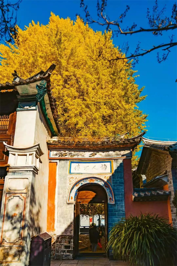 云南旅游,云南旅行社,云南團(tuán)建公司,云南策劃公司,大理旅游,大理旅行社,大理團(tuán)建公司,大理策劃公司：走，去鳳羽百年銀杏樹(shù)下，看白族奶奶的C位主場(chǎng)！