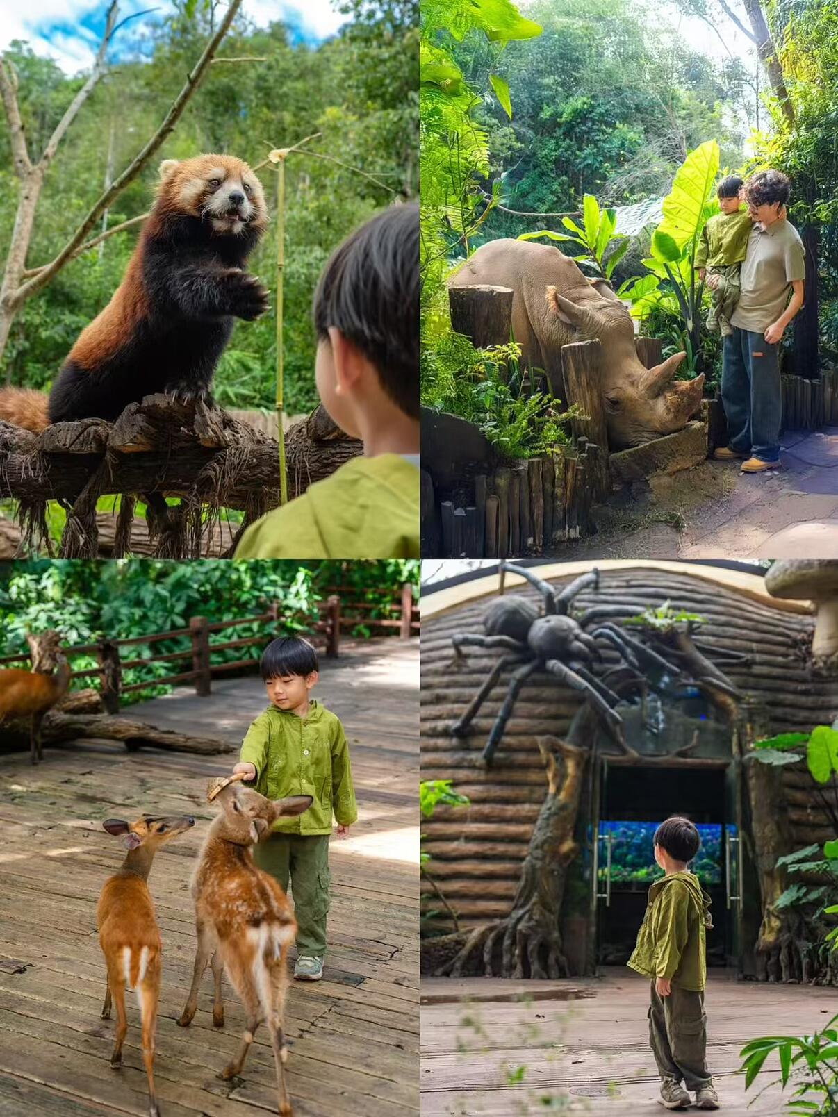 國內(nèi)唯一的熊貓森林酒店帶娃去這可太香了