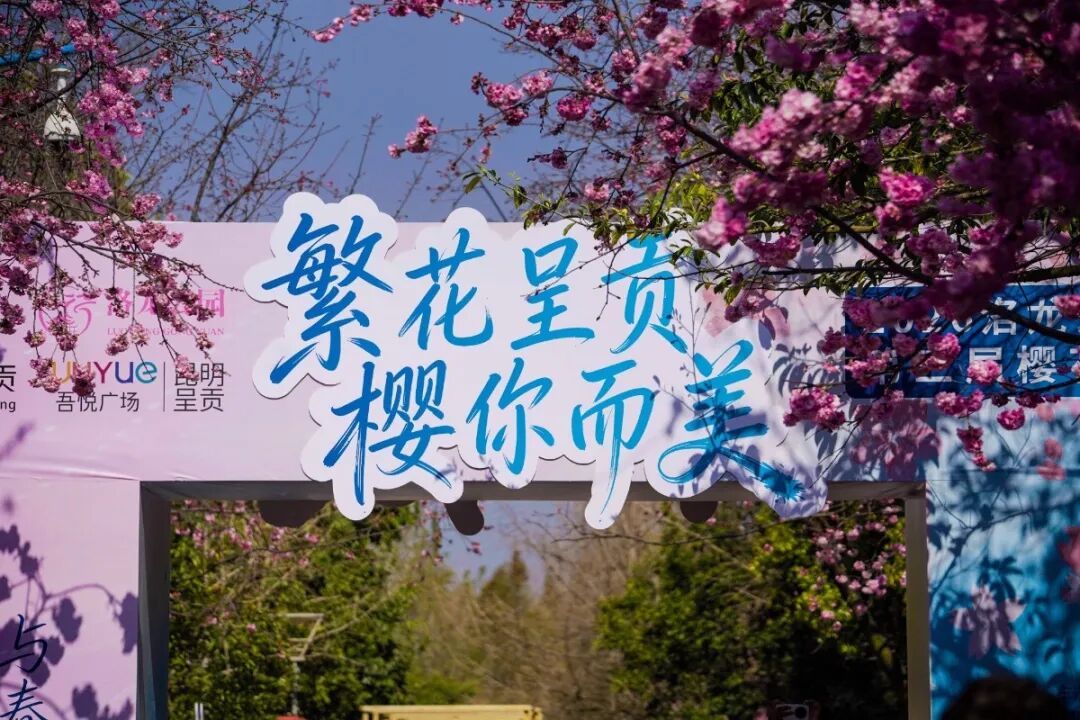 云南旅游,云南旅行社,云南團建公司,云南策劃公司：洛龍公園第三屆櫻花節(jié)啟幕！共繪春日“繁花”答卷，這份浪漫別錯過~